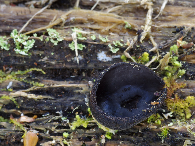 Pseudoplectania lignicola